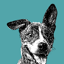 Fun sketch of a happy black and white dog with perked up ears on a teal background